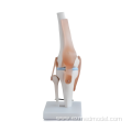 Life-Size Knee Joint Anatomy Model